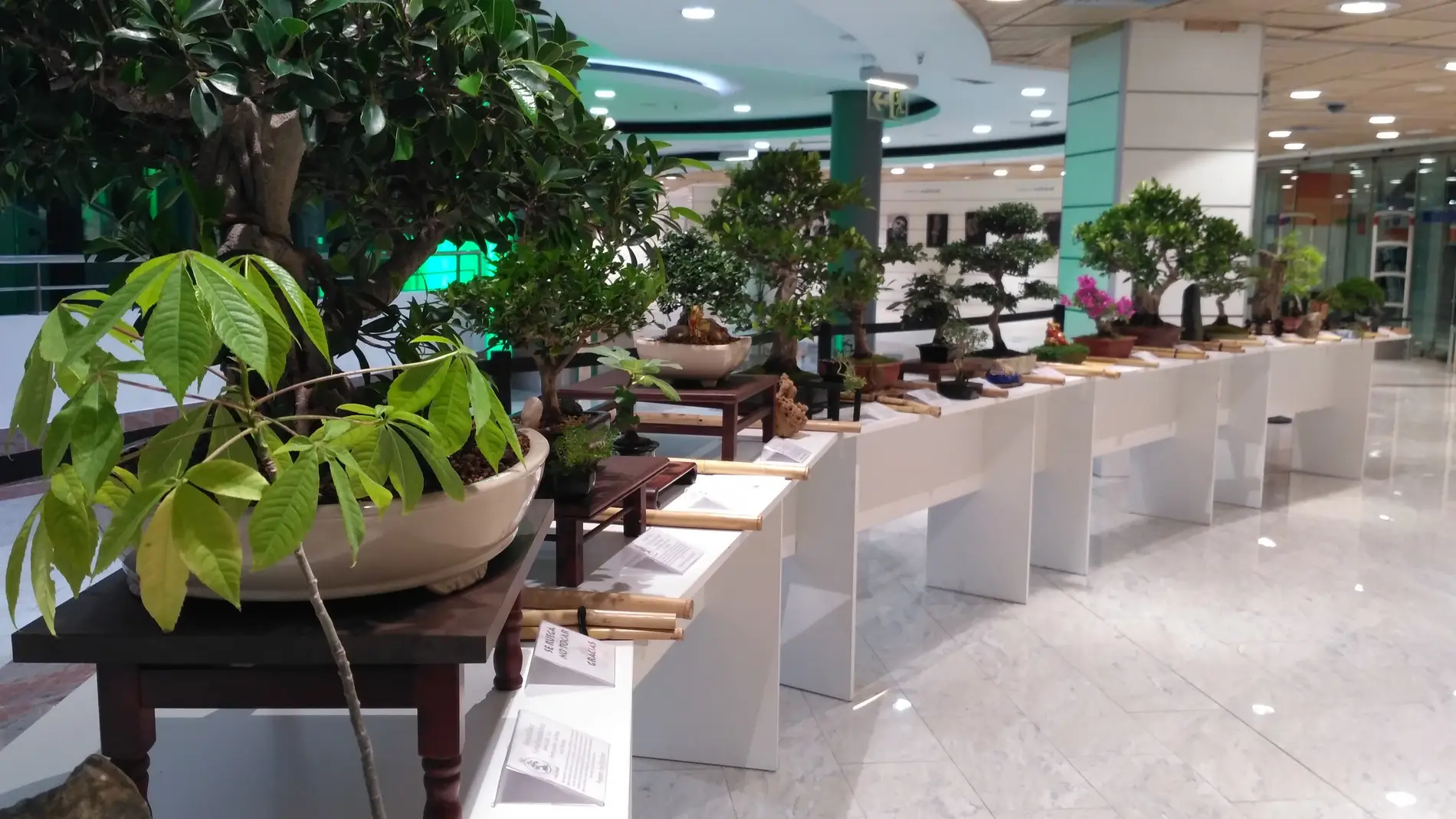 Exposición de bonsáis en El Corte Inglés de Elche