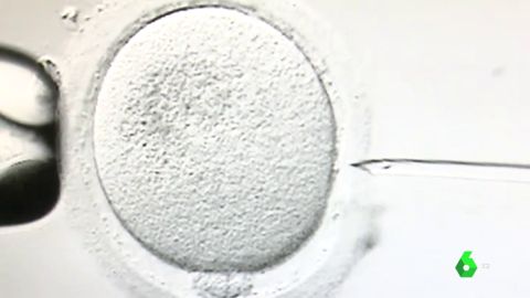 Espa&ntilde;a crea un registro para controlar las donaciones de semen y &oacute;vulos: el donante no podr&aacute; engendrar m&aacute;s de seis hijos