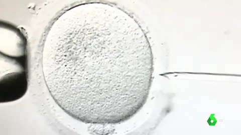España crea un registro para controlar las donaciones de semen y óvulos: el donante no podrá engendrar más de seis hijos España crea un registro para controlar las donaciones de semen y óvulos: el donante no podrá engendrar más de seis hijos