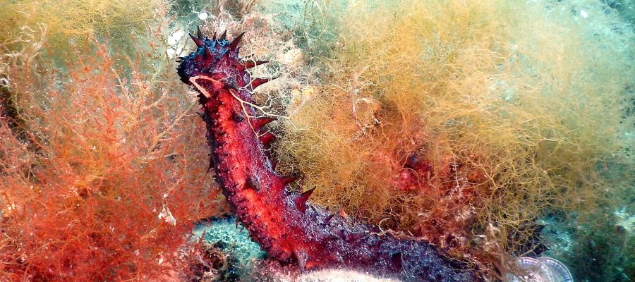 Microorganismos de pepinos de mar para combatir hongos patogenos Microorganismos de pepinos de mar para combatir hongos patogenos