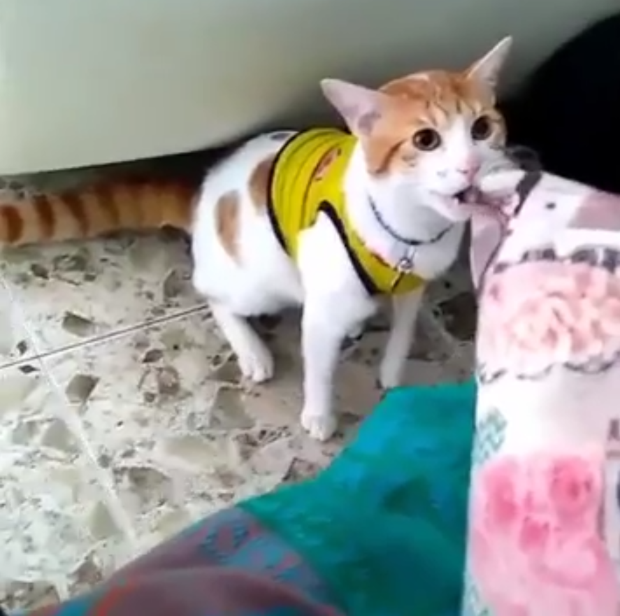 Mono, el gato viral que maúlla "gol" con los goles de Colombia en el Mundial Mono, el gato viral que maúlla "gol" con los goles de Colombia en el Mundial