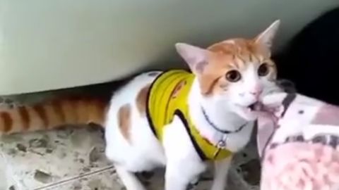 Mono, el gato que canta los goles de Colombia