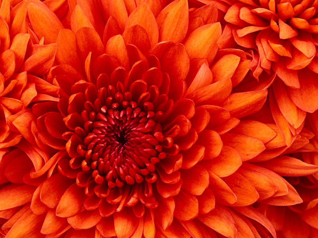 Flores y plantas de otoño en la temporada más agradecida con el arte floral Flores y plantas de otoño en la temporada más agradecida con el arte floral