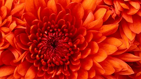 crisantemo crisantemo