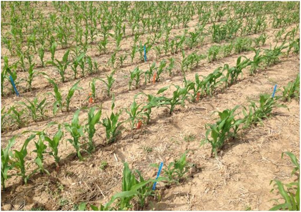 Alimentación sostenible Alimentación sostenible