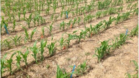 Líneas de maíz y restos vegetales en superficie de los cultivos cubierta sembrados en el periodo otoño-invierno. Ensayo de cultivos cubierta de larga duración (Finca La Chimenea, Aranjuez, Madrid).