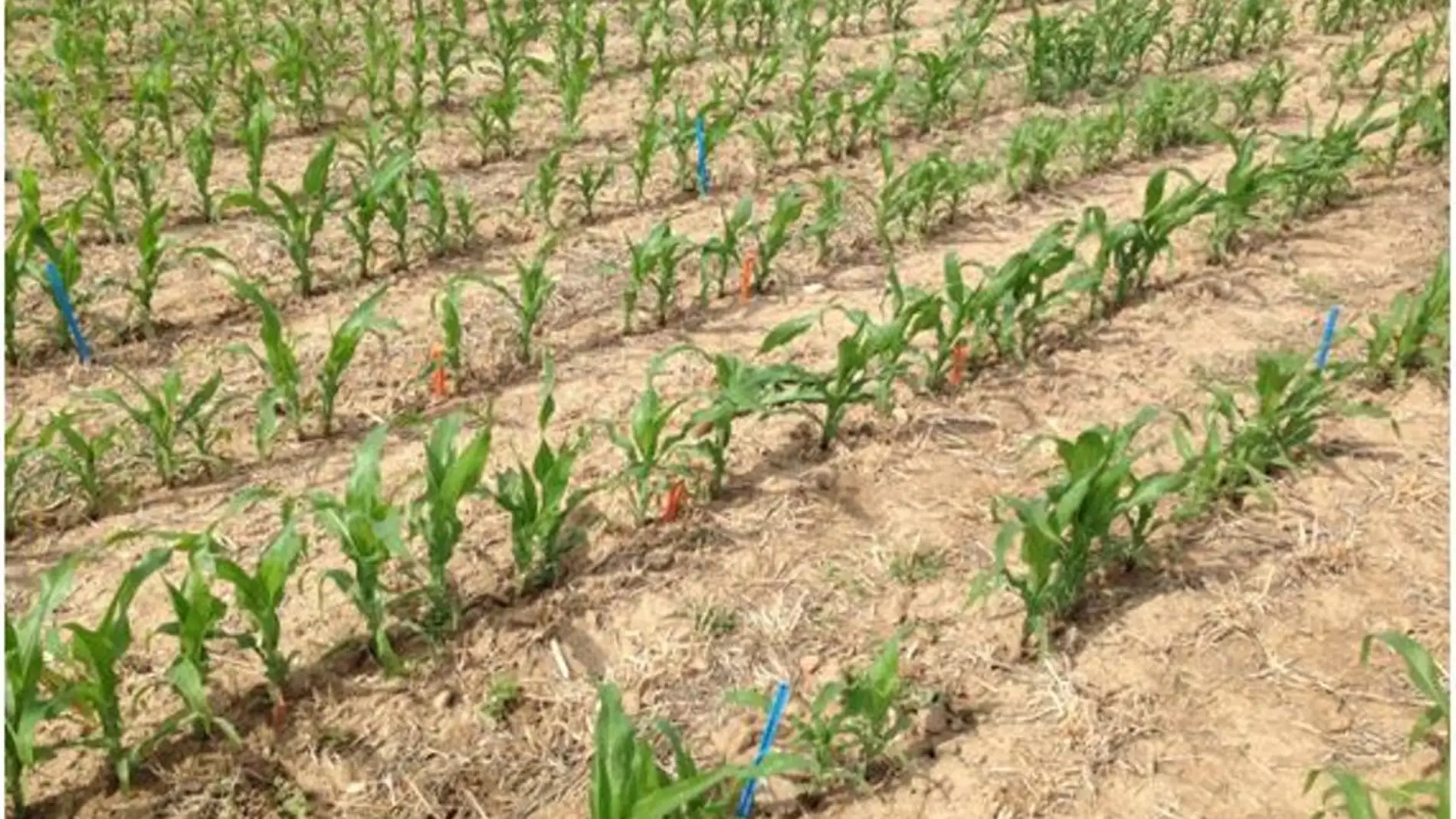 Líneas de maíz y restos vegetales en superficie de los cultivos cubierta sembrados en el periodo otoño-invierno. Ensayo de cultivos cubierta de larga duración (Finca La Chimenea, Aranjuez, Madrid).
