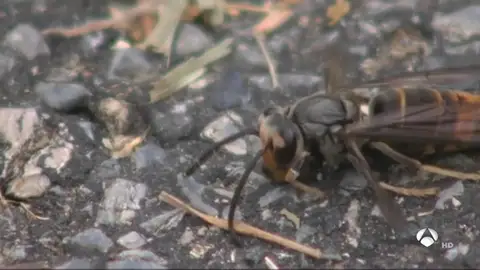 Muere un hombre por dos picaduras de avispa velutina en el municipio gallego de Viveiro Muere un hombre por dos picaduras de avispa velutina en el municipio gallego de Viveiro