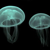 El agua del mar contiene gran cantidad de esperma de medusas