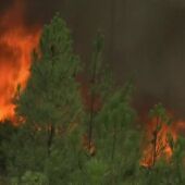 Los incendios forestales, un problema medioambiental que afecta a todos 
