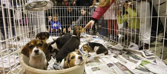 Reino Unido prohibirá la venta de perros y gatos menores de seis meses Reino Unido prohibirá la venta de perros y gatos menores de seis meses