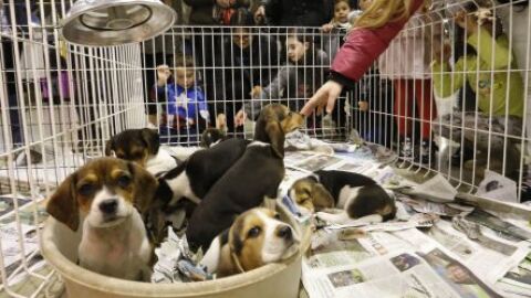 Imagen de archivo de unos cachorros en una tienda