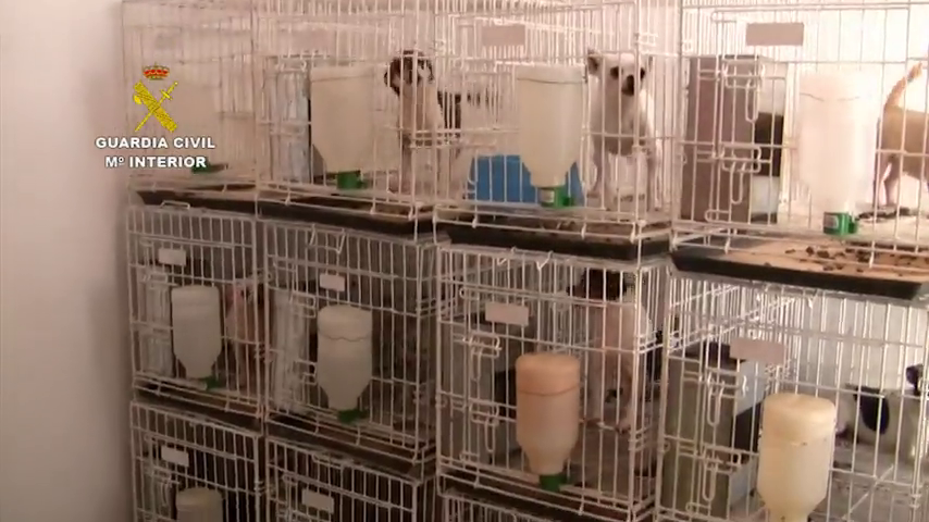 La ley de Bienestar Animal prevé multas de hasta 100.000€ para cría desmedida de perros La ley de Bienestar Animal prevé multas de hasta 100.000€ para cría desmedida de perros