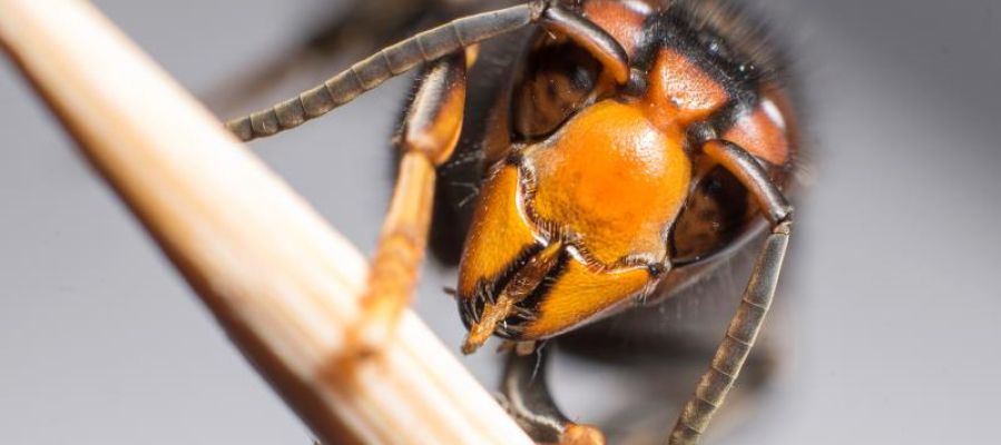 Avispa asiática Avispa asiática