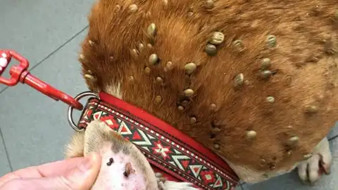 Dura imagen del animal lleno de garrapatas Dura imagen del animal lleno de garrapatas