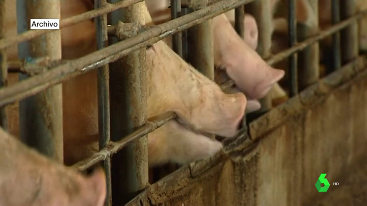 La Junta da luz verde ambiental a una explotación porcina con más de dos mil cabezas en la localidad pacense de Maguilla La Junta da luz verde ambiental a una explotación porcina con más de dos mil cabezas en la localidad pacense de Maguilla
