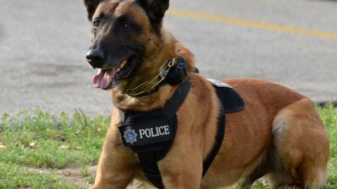 Perro polic&iacute;a