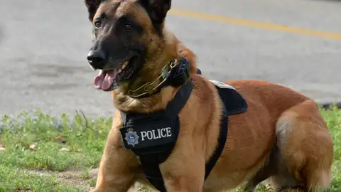 Perro policía Perro policía