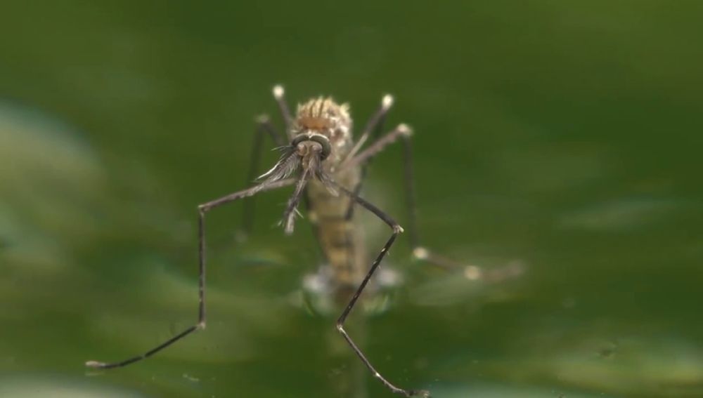 Detectan por primera vez en España un nuevo mosquito invasor de origen asiático