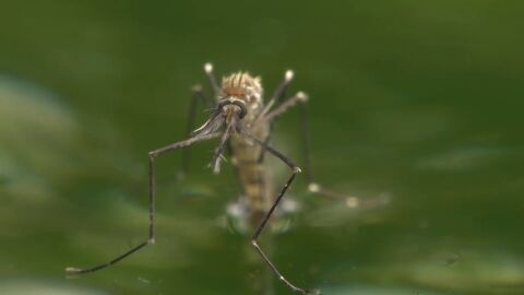 Detectan por primera vez en Espa&ntilde;a un nuevo mosquito invasor de origen asi&aacute;tico