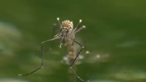 Detectan por primera vez en España un nuevo mosquito invasor de origen asiático Detectan por primera vez en España un nuevo mosquito invasor de origen asiático