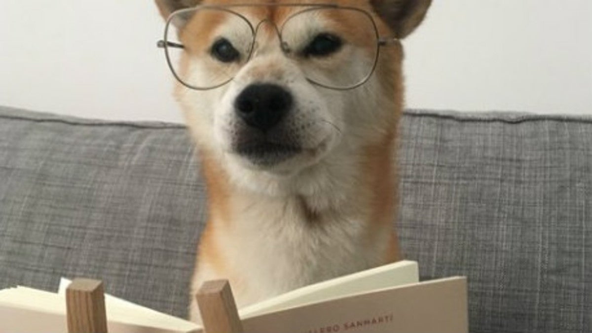 El tweet de una independentista sobre un perro de Jaén que ha revolucionado la red social El tweet de una independentista sobre un perro de Jaén que ha revolucionado la red social