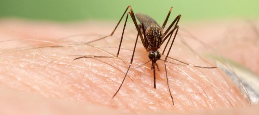 Mosquito 'Aedes japonicus' Mosquito 'Aedes japonicus'