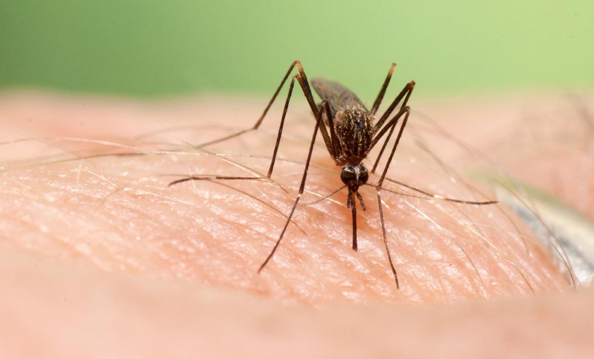 Detectado por primera vez en España un mosquito asiático transmisor del virus del Nilo Occidental Detectado por primera vez en España un mosquito asiático transmisor del virus del Nilo Occidental
