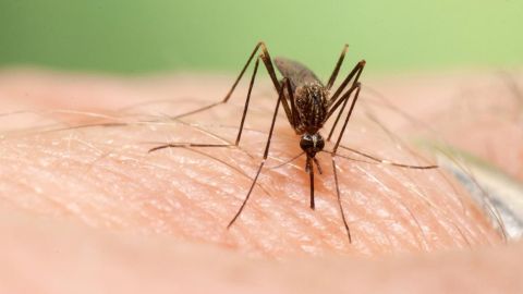 Mosquitos invasores: as&iacute; es como el cambio clim&aacute;tico favorece su llegada
