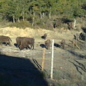 Bisontes en San Cebrián de Mudá (Palencia)