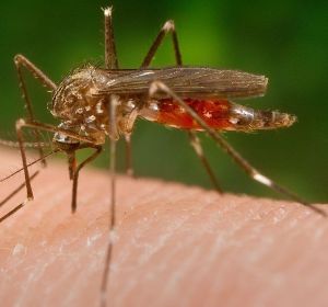 El mosquito 'Aedes japonicus' El mosquito 'Aedes japonicus'