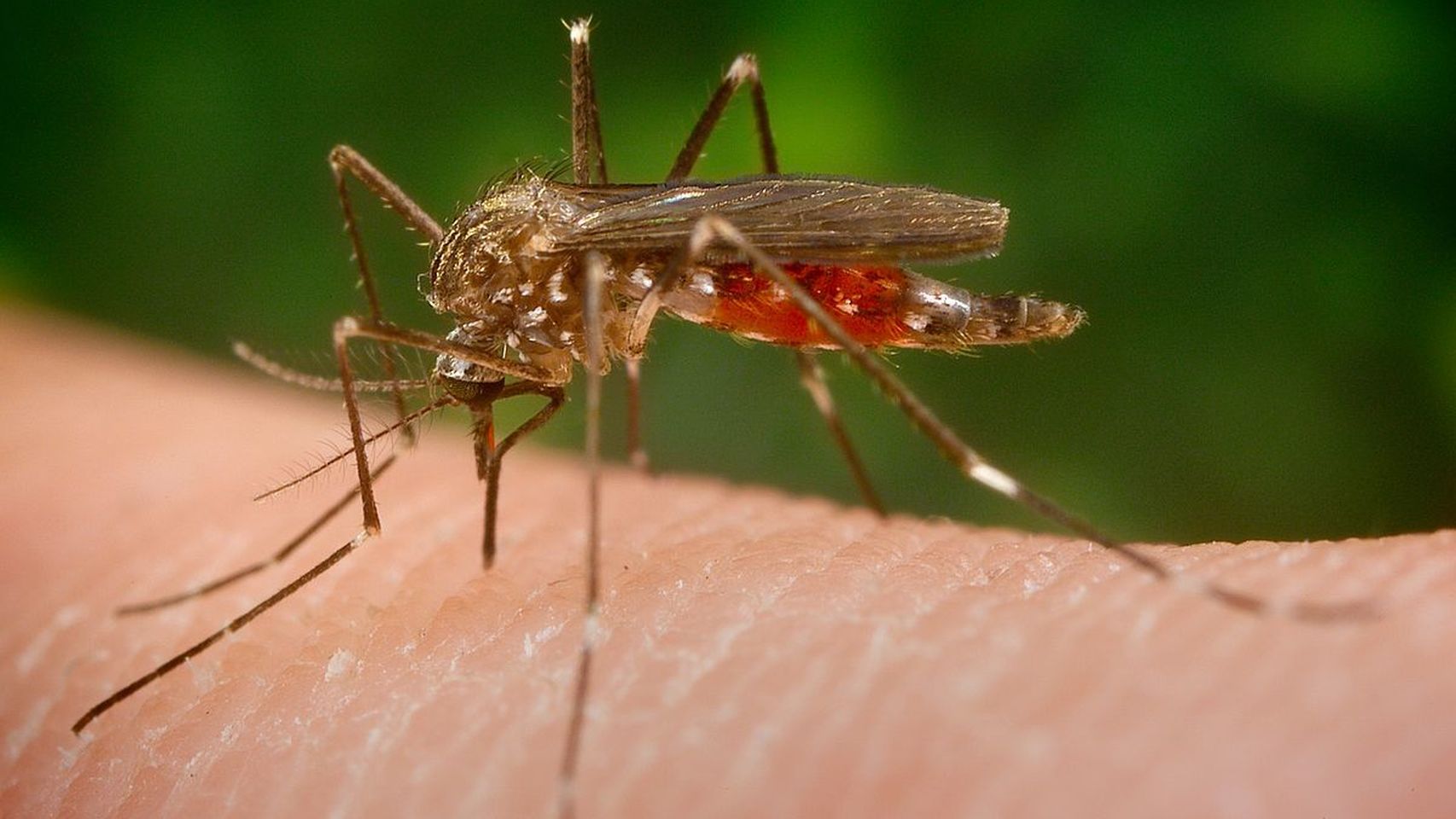 Entrevista a Roger Eritja | El mosquito Aedes Japonicus llega a España procedente del Nilo o el Dengue Entrevista a Roger Eritja | El mosquito Aedes Japonicus llega a España procedente del Nilo o el Dengue