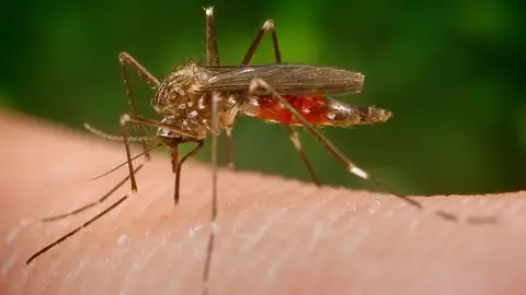 El mosquito 'Aedes japonicus' El mosquito 'Aedes japonicus'