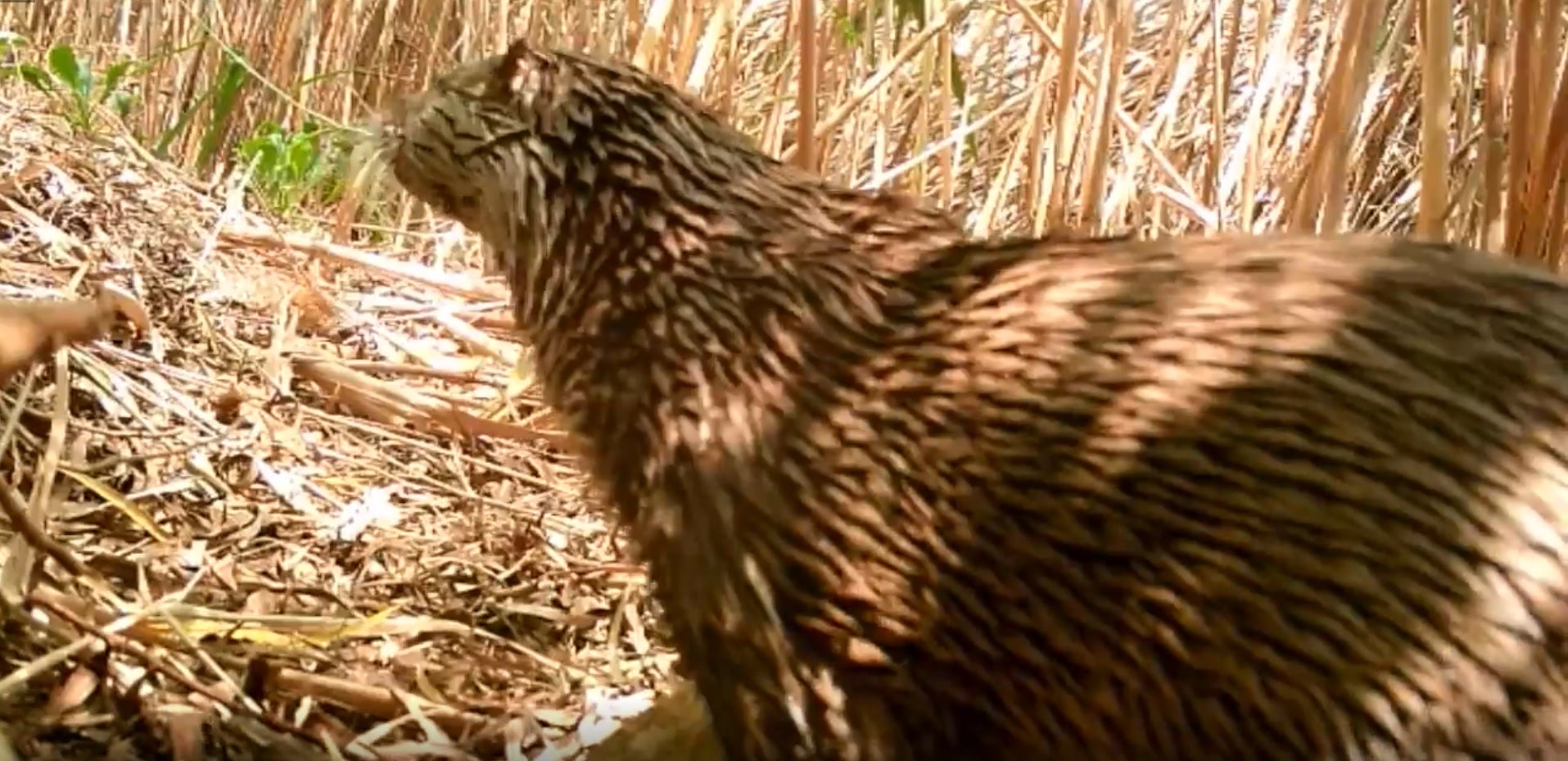 La nutria se suma a las especies que tienen el Pantano de Elche como su hábitat La nutria se suma a las especies que tienen el Pantano de Elche como su hábitat