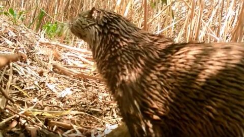Nutria que ha sido documentada en el Pantano de Elche