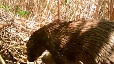 Documentan una nutria por primera vez en el Pantano de Elche Documentan una nutria por primera vez en el Pantano de Elche