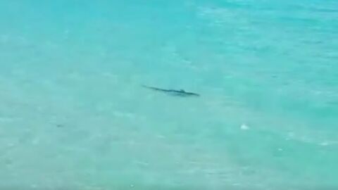 Avistan un tibur&oacute;n en Mallorca
