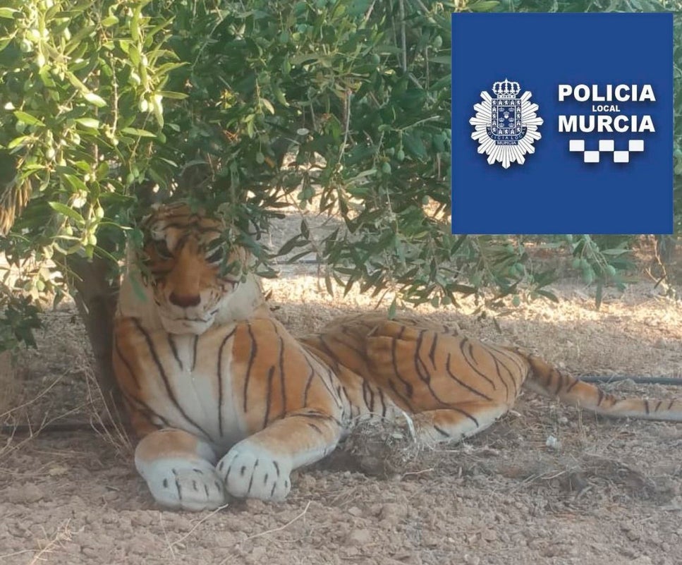 Un vecino de Lorca de Sangonera la Seca se lleva un gran susto al ver un tigre descansando debajo de una olivera Un vecino de Lorca de Sangonera la Seca se lleva un gran susto al ver un tigre descansando debajo de una olivera