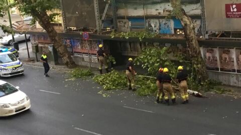 Fotograf&iacute;a de la rama que ha ca&iacute;do en La Florida (Sevilla)
