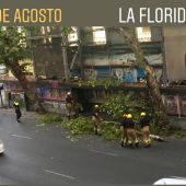 Fotografía de la rama que ha caído en La Florida (Sevilla)