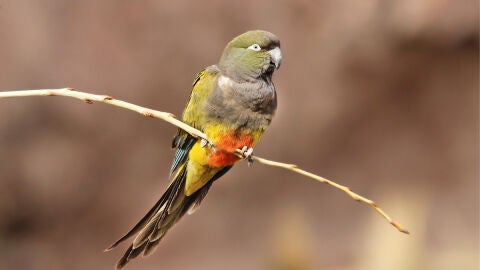 Fotograf&iacute;a de un loro barranquera