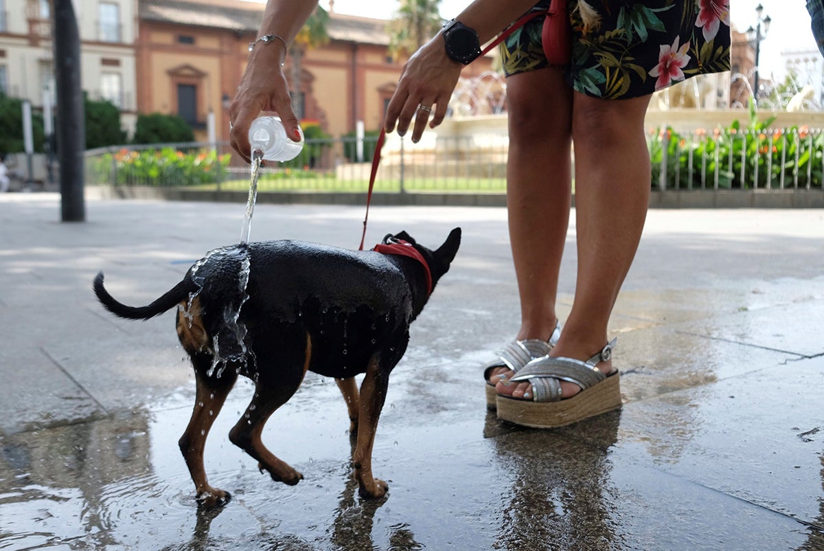 ¿Cómo refrescar a un perro durante una ola de calor? ¿Cómo refrescar a un perro durante una ola de calor?