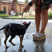 Refresca a su perro durante la ola de calor