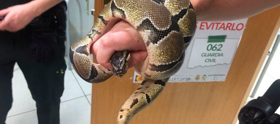 Pitón en baño de Ciempozuelos Pitón en baño de Ciempozuelos