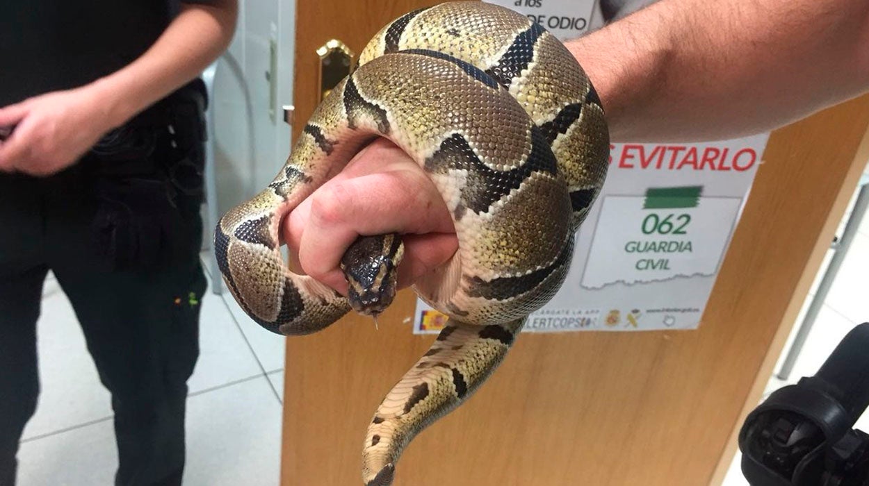 Una mujer encuentra una pitón en el baño de su piso en Ciempozuelos Una mujer encuentra una pitón en el baño de su piso en Ciempozuelos