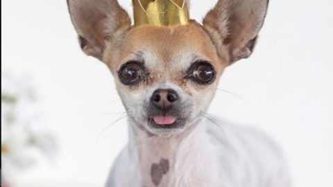Pippa, la chihuahua instagrammer