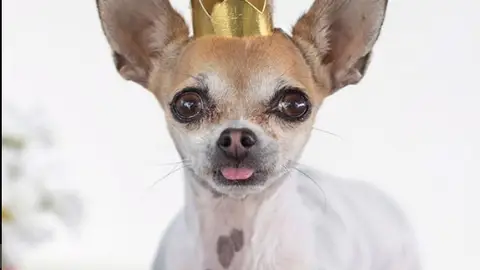 Pippa, la chihuahua instagrammer Pippa, la chihuahua instagrammer
