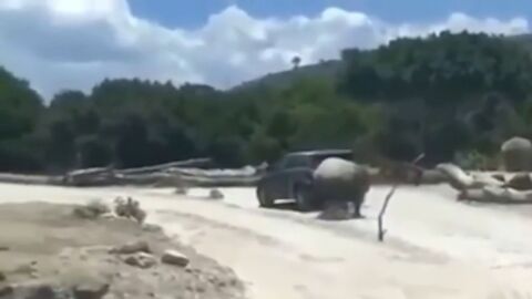 Un rinoceronte embiste con furia una camioneta en el Africam Safari