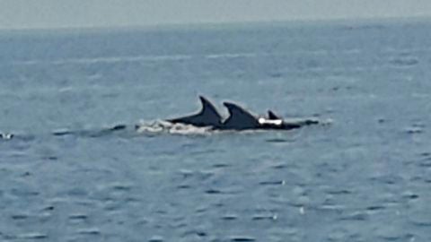 Una decena de delfines se han dejado ver junto a la costa
