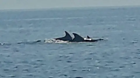 Delfines en Torrevieja Una decena de delfines se han dejado ver junto a la costa